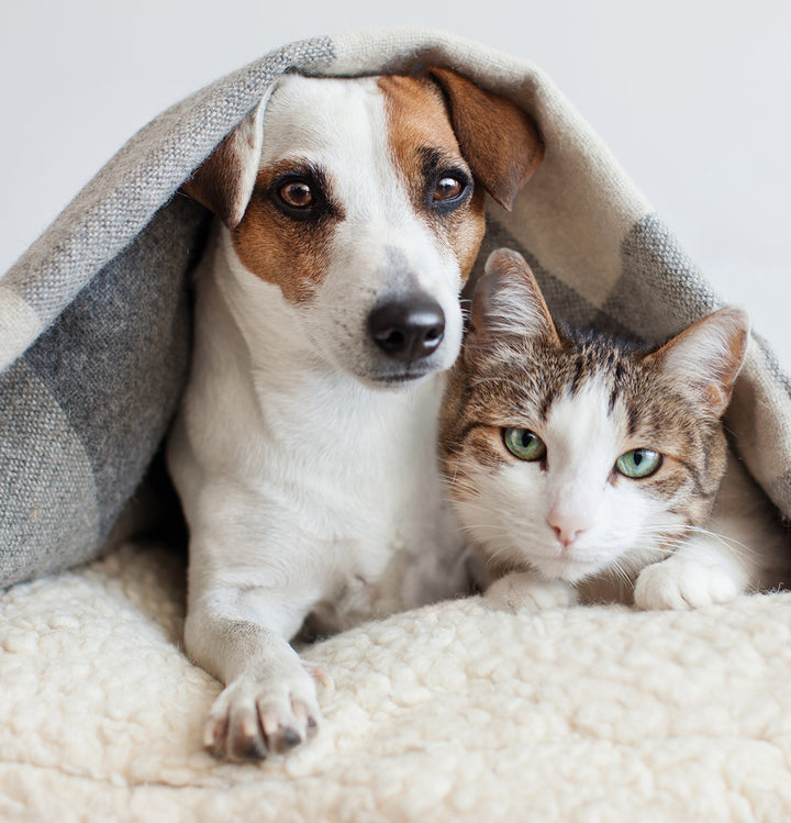 Best medicine for your pamper pet's flea & ticks